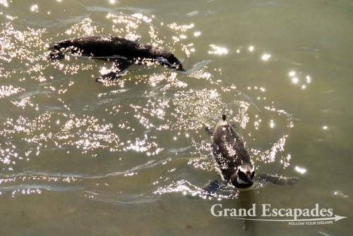 There is nothing like a good swim ... Magellanic Penguins (Spheniscus magellanicus), Punta Tombo, Peninsula Valdez, North Patagonia, Argentina, South America