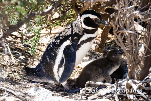 Magellanic Penguins (Spheniscus magellanicus), Punta Tombo, Peninsula Valdez, North Patagonia, Argentina, South America