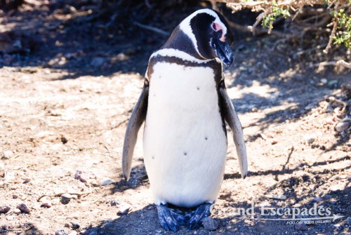 Magellanic Penguins (Spheniscus magellanicus), Punta Tombo, Peninsula Valdez, North Patagonia, Argentina, South America