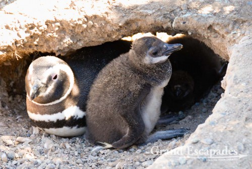 His young one already dares to leave the nest to see the outside world ...  Magellanic Penguins (Spheniscus magellanicus), Punta Tombo, Peninsula Valdez, North Patagonia, Argentina, South America