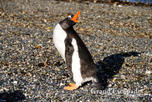 There are also about 50 couples of adult Gentoo Penguins, which are much bigger, about 70 centimeters high, with orange feet and beaks.  - Gentoo Penguin (Pygoscelis papua), Tierra del Fuego (Fireland), near Ushuaia, South Patagonia, Argentina, South America