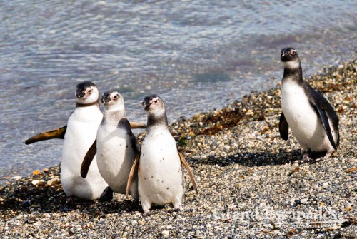 Juvenile penguins - Magellanic Penguins (Spheniscus magellanicus), Tierra del Fuego (Fireland), near Ushuaia, South Patagonia, Argentina, South America
