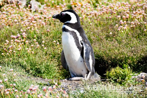 Magellanic Penguins (Spheniscus magellanicus), Tierra del Fuego (Fireland), near Ushuaia, South Patagonia, Argentina, South America