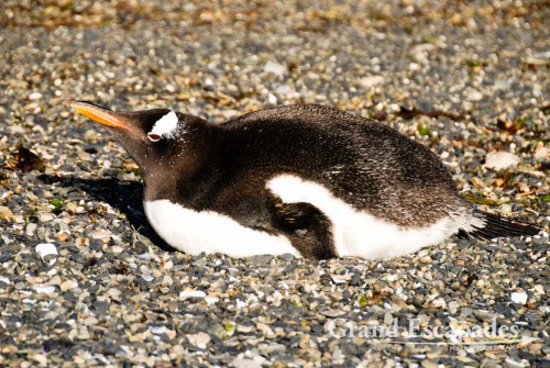 Gentoo Penguin (Pygoscelis papua), Tierra del Fuego (Fireland), near Ushuaia, South Patagonia, Argentina, South America
