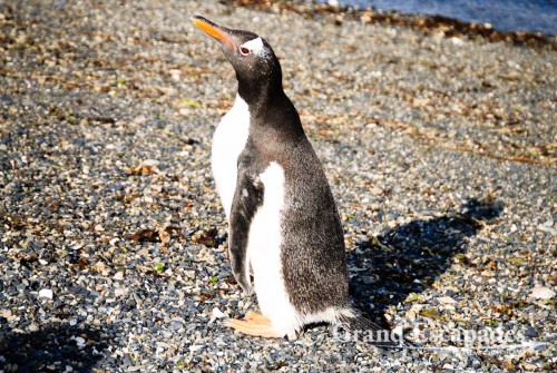 Gentoo Penguin (Pygoscelis papua), Tierra del Fuego (Fireland), near Ushuaia, South Patagonia, Argentina, South America