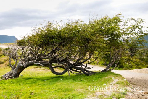 Trees are shaped by the permanent and strong winds, Tierra del Fuego (Fireland), near Ushuaia, South Patagonia, Argentina, South America.