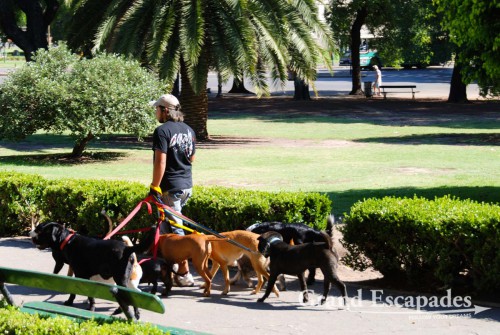 A few things we found rather peculiar in Buenos Aires were the "Paseadores". These people walk the dogs of those people too busy to do so. Some walk four, some ten or more. Some Paseadores take their job seriously, others do not - Buenos Aires, Argentina