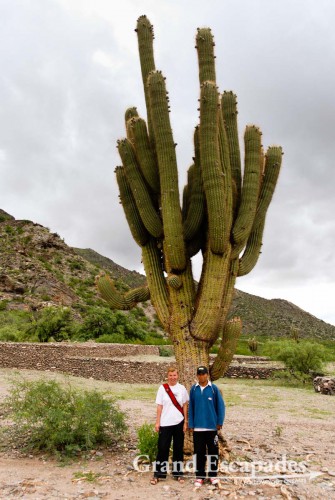 These cactuses grow only 2 centimeters per year ... This one must be more than 400 years old!