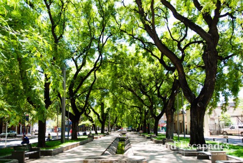 Our first impression was that this is the city of trees, trees, trees and wide avenues! All streets, which are unusually wide, are lined with tall trees providing the most needed shade for this city. The most pleasant area is the pedestrian mall with outside cafes and restaurants, Mendoza, Argentina