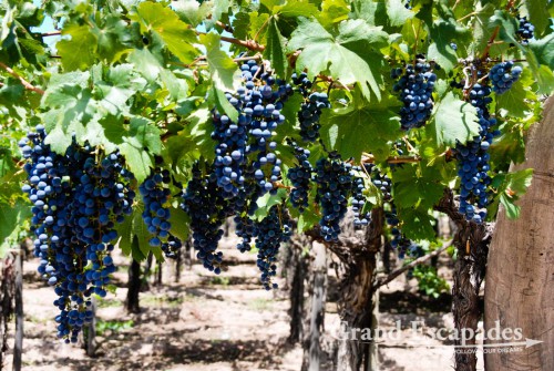 Vineyards near Mendoza, Argentina