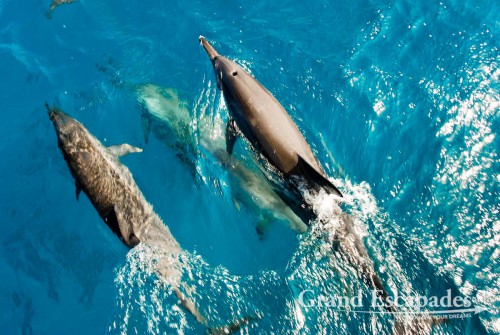 Dolphins swimming along our excursion boat, Fernando de Noronha, Brazil