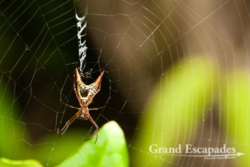 Spider in the secondary rain forest, Punta Burica, Golfo de Chiriqui, Panama, close to the Border to Costa Rica, Central America
