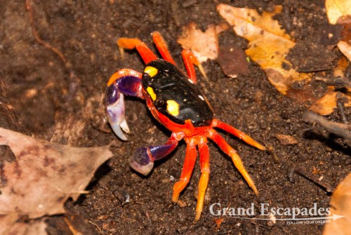 These crabs do not only live on the beach but in the forest and even on top of the hill. They are simply everywhere. But what was most stunning was to discover they also climb trees to reach new leaves to munch on. So yes, in and near the Mono Feliz, you will see crabs in the trees!