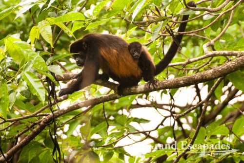 Howler monkey (genus Alouatta monotypic), also called Mono Congo, in the secondary rain forest, Punta Burica, Golfo de Chiriqui, Panama, close to the Border to Costa Rica, Central America