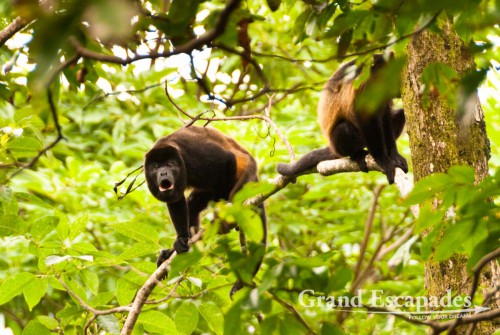 Howler monkey (genus Alouatta monotypic), also called Mono Congo, in the secondary rain forest, Punta Burica, Golfo de Chiriqui, Panama, close to the Border to Costa Rica, Central America