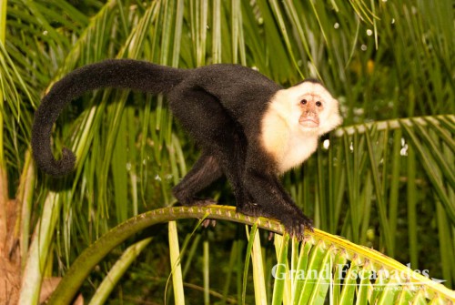 White-faced capuchin (Cebus capucinus), also called mono cariblanco, in the secondary rain forest, Punta Burica, Golfo de Chiriqui, Panama, close to the Border to Costa Rica, Central America