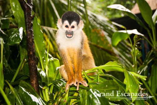 Highly endangered specie, Central American Squirrel Monkey (Saimiri oerstedii), also called Mono Titi, in the secondary rain forest, Punta Burica, Golfo de Chiriqui, Panama, close to the Border to Costa Rica, Central America