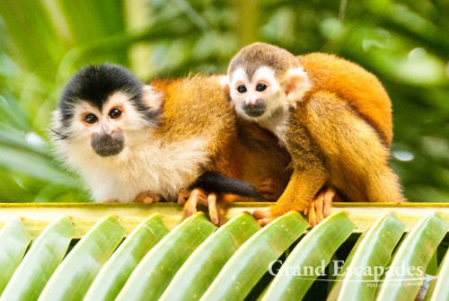 Highly endangered specie, Central American Squirrel Monkey (Saimiri oerstedii), also called Mono Titi, in the secondary rain forest, Punta Burica, Golfo de Chiriqui, Panama, close to the Border to Costa Rica, Central America