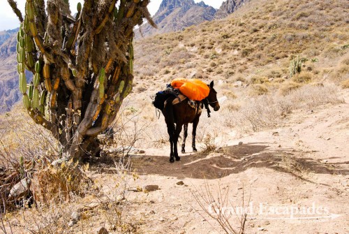 Trekking the Canyon de Colca, the 2nd deepest Canyon on earth, Cabanaconde, Peru - "Our" mule, carrying our backpacks and food, is quietly resting in the shade of a cactus ...