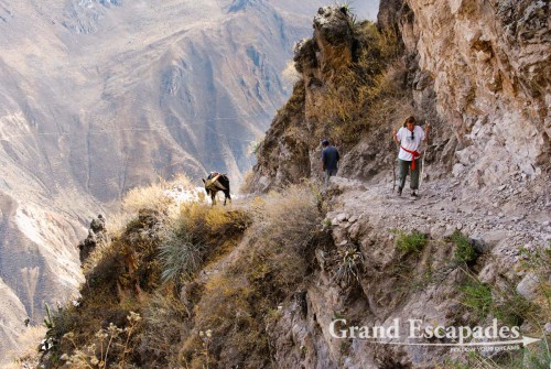 Trekking the Canyon de Colca, the 2nd deepest Canyon on earth, Cabanaconde, Peru - Climbing back to Cabanaconde: a 3.5 hours hike took us from 2.073 to 3.290 meters!