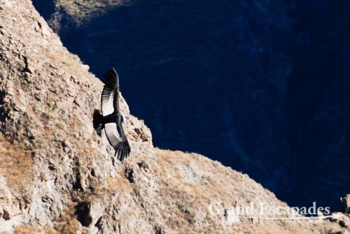 At Cruz del Condor, we could see many Condors gliding through the Canyon in the morning sun for more than two hours ...