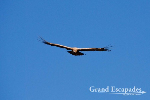 Condor (Vultur gryphus),  Cruz del Condor, Colca Canyon or Canyon de Colca, Cabanaconde, Peru