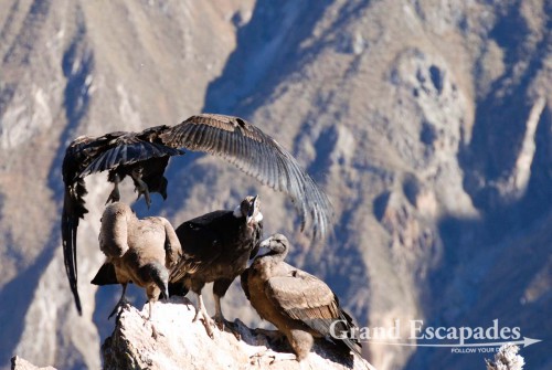 Condor (Vultur gryphus),  Cruz del Condor, Colca Canyon or Canyon de Colca, Cabanaconde, Peru