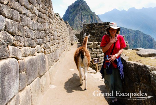 Lamas quietly stroling Machu Picchu, Cuzco, Peru