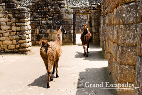 Lamas quietly stroling Machu Picchu, Cuzco, Peru