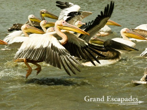 A colony of pelicans taking off, watch their feet!
