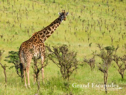 Common or Masai Giraffe (Giraffa Camelopardis), Serengeti National Park, Tanzania, Africa