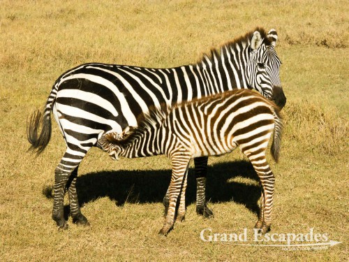 plains zebra (Equus quagga, formerly Equus burchelli), Serengeti National Park, Tanzania, Africa
