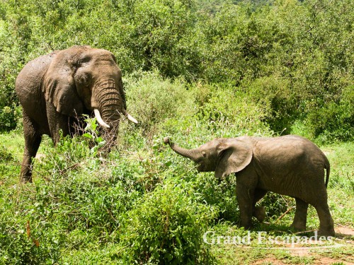 African Elephant (Loxodonta Africana), Lake Manyara National Park, Tanzania, Africa