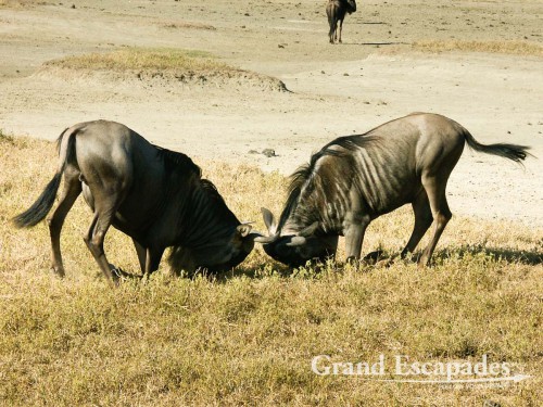 Wildebeests or Gnus (Connochaetes), Serengeti National Park, Tanzania, Africa