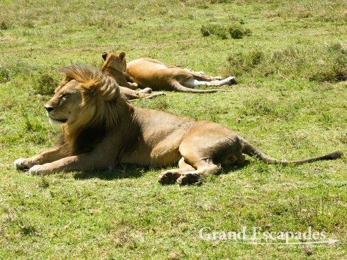 Lion (Panthera Leo), Serengeti National Park, Tanzania, Africa