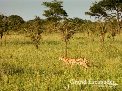 Cheetah (Acinonyx Jubatus), Serengeti National Park, Tanzania, Africa