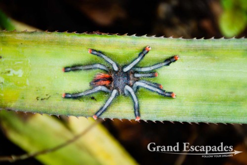 Tarentula Spider (Theraphosidae), Orinoco Delta, East Venezuela, South America