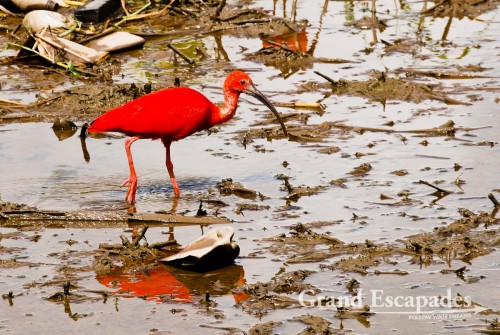 Boat Tour in the Orinoco Delta, Venzuela - Going down the river towards the ocean at the estuary of the Orinoco, you get to see a colony of  Red Ibis ...