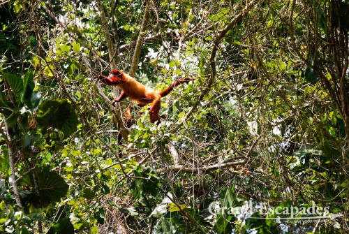 Boat Tour in the Orinoco Delta, Venzuela - Red Monkeys or MOnos Rojos are one of the attraction in the Delta ...