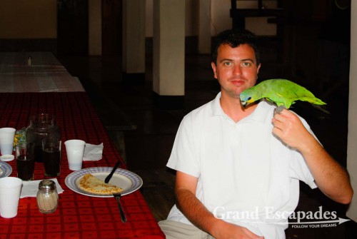 Cheeky pet parrot at the Tiuna Campamiento in Canaima ...