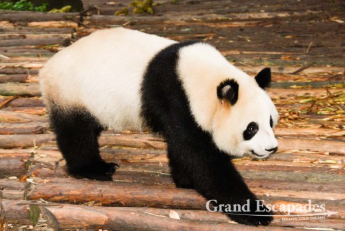 Giant Pandas, Giant Pandas Breeding Research Base, Chengdu, China