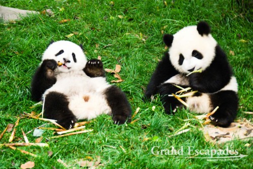 Baby Giant Pandas, Giant Pandas Breeding Research Base, Chengdu, China
