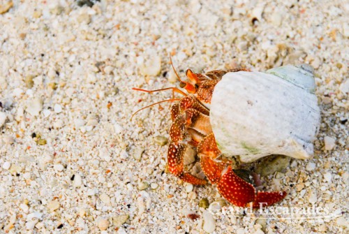 Hermit Crabs (Paguroidea9. Rarotonga, Cook Islands