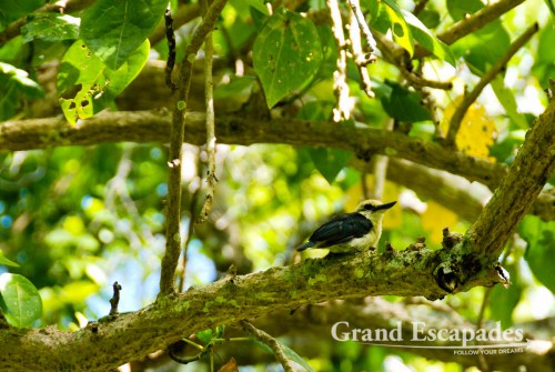 Chattering Kingfisher, Atiu Island, Cook Islands