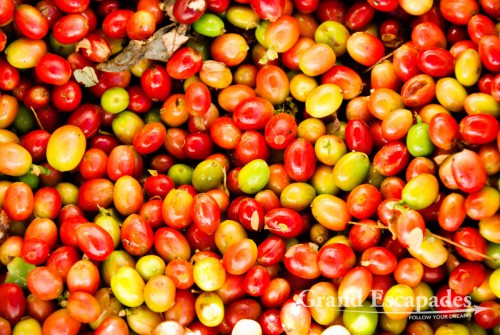 Coffee cherries, Atiu Island, Cook Islands