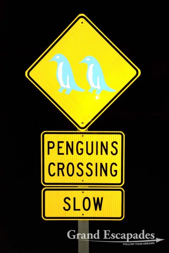 New kind of road signs - Penguins Crossing, South Island, New Zealand