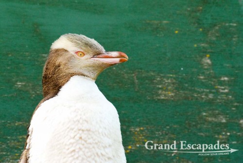 Yellow-Eyed Penguin Conversation Reserve, South Island, New Zealand