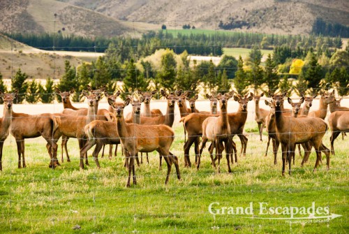 "Grand View" Farm: 700 hectares, 3.500 sheep & 250 deer! And Colin is managing the whole alone... South Island, New Zealand
