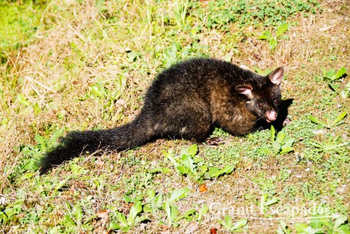 A possum, South Island, New Zealand