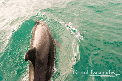 Delphins, Bay of Islands, North Island, New Zealand